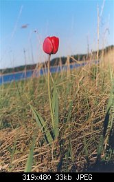 Нажмите на изображение для увеличения
Название: tulips.jpg
Просмотров: 359
Размер:	33.0 Кб
ID:	1908