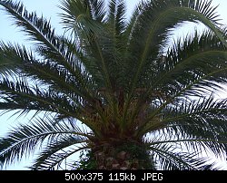 Нажмите на изображение для увеличения
Название: пальма.jpg
Просмотров: 368
Размер:	114.8 Кб
ID:	61755